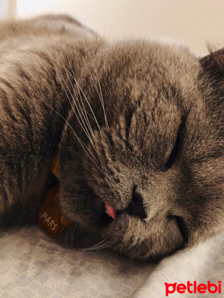 Scottish Fold, Kedi  Mars fotoğrafı