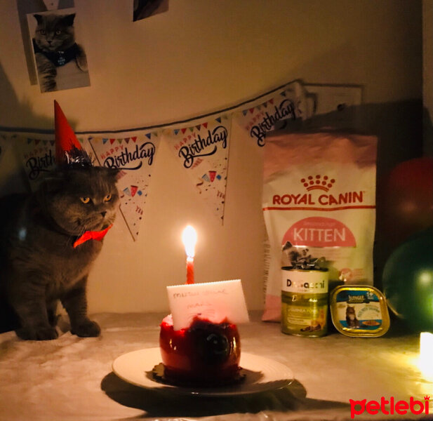 Scottish Fold, Kedi  Mars fotoğrafı