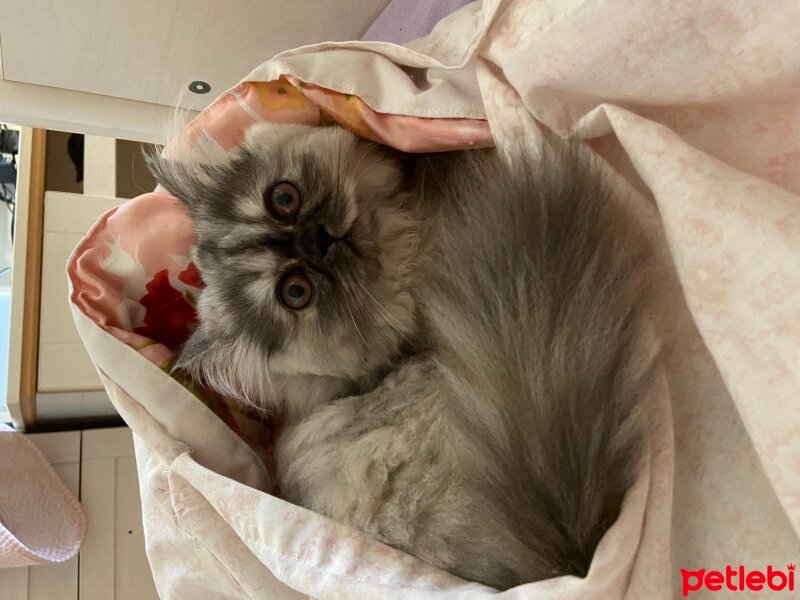 İran Kedisi (Persian), Kedi  Matilda fotoğrafı