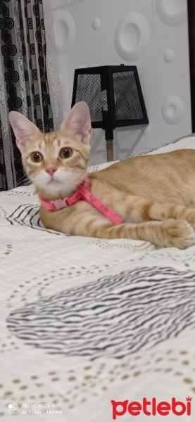 Sarman, Kedi  Yumak fotoğrafı