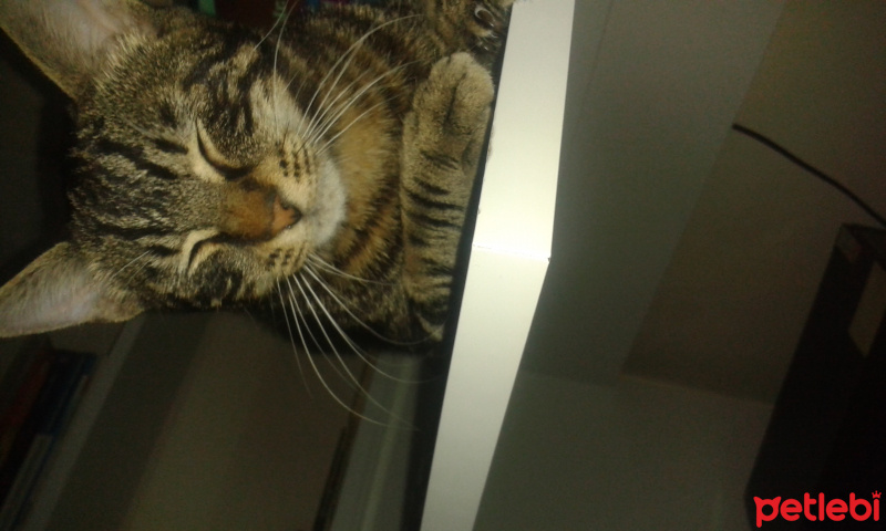 Tekir Kedi, Kedi  şarap fotoğrafı