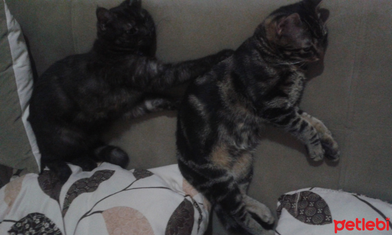 Tekir Kedi, Kedi  şarap fotoğrafı