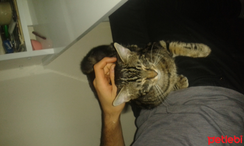 Tekir Kedi, Kedi  şarap fotoğrafı