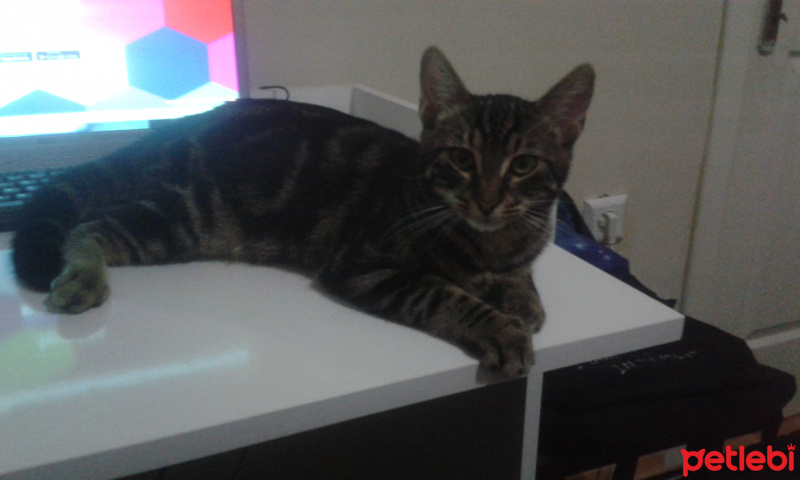 Tekir Kedi, Kedi  şarap fotoğrafı