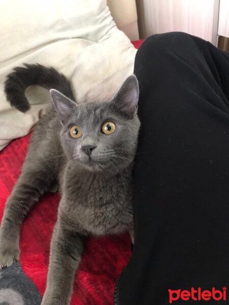 British Shorthair, Kedi  Katarina fotoğrafı