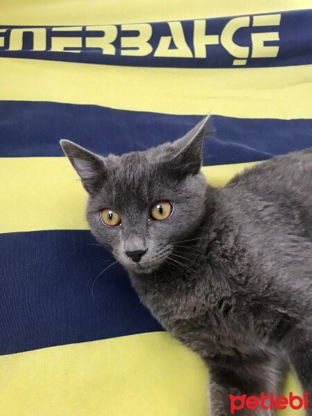 British Shorthair, Kedi  Katarina fotoğrafı