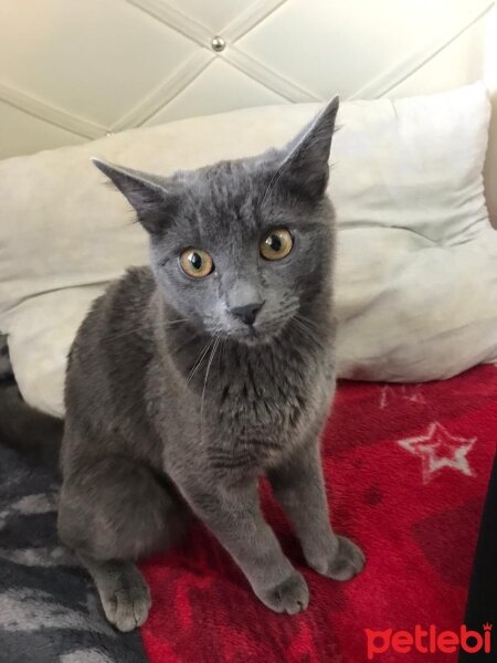 British Shorthair, Kedi  Katarina fotoğrafı