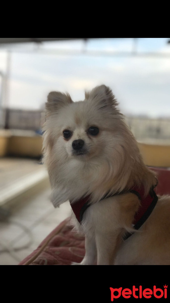 Poodle (Minyatür Kaniş), Köpek  Köpük fotoğrafı