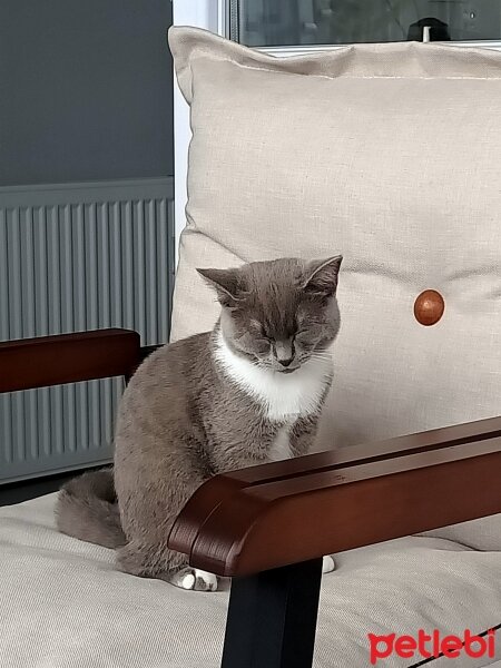 British Shorthair, Kedi  Lila fotoğrafı