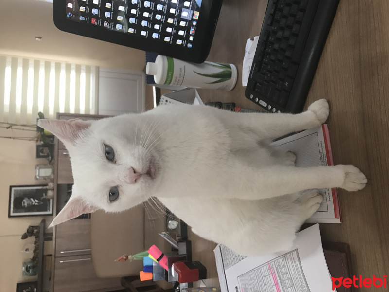 Ankara Kedisi, Kedi  Pamuk fotoğrafı