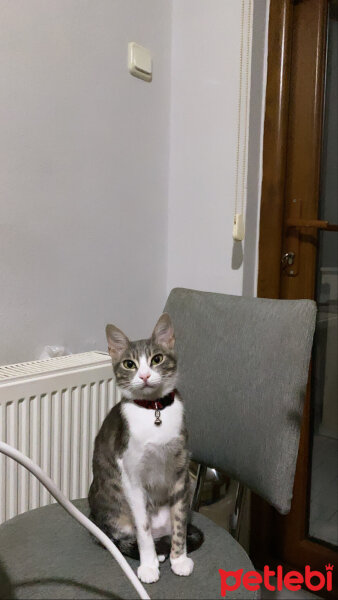 British Shorthair, Kedi  Balım fotoğrafı