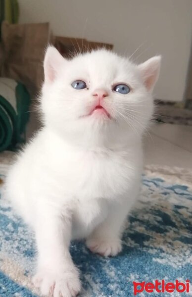 British Shorthair, Kedi  Karya fotoğrafı