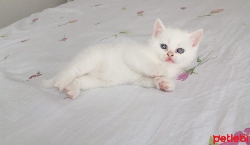 British Shorthair, Kedi  Karya fotoğrafı