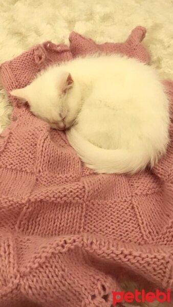 British Shorthair, Kedi  Karya fotoğrafı