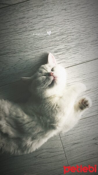 British Shorthair, Kedi  Karya fotoğrafı