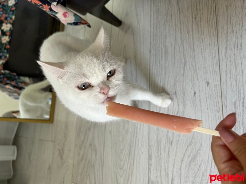 British Shorthair, Kedi  Karya fotoğrafı