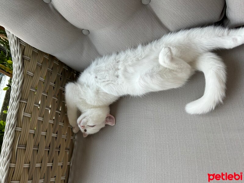 British Shorthair, Kedi  Karya fotoğrafı