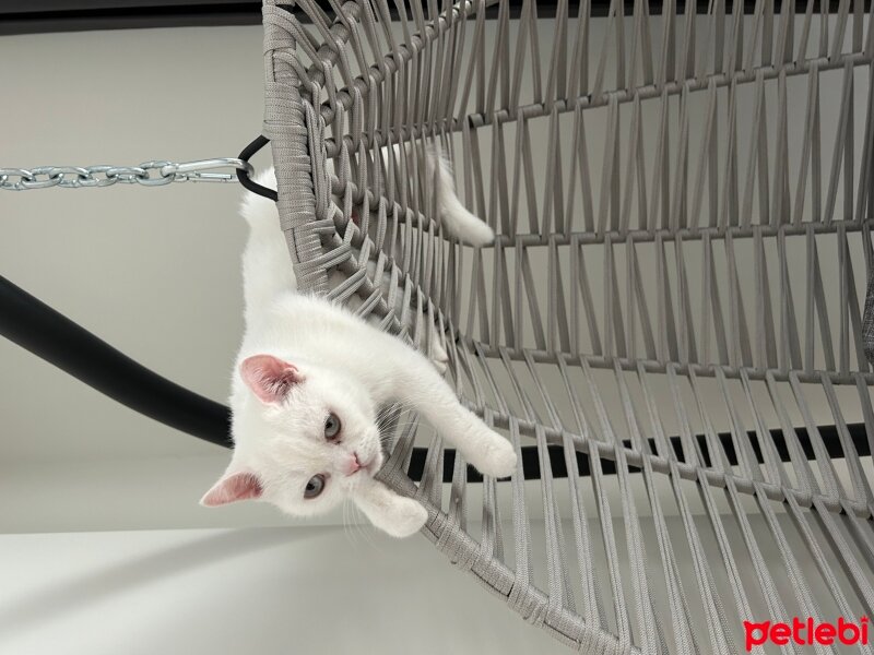 British Shorthair, Kedi  Karya fotoğrafı