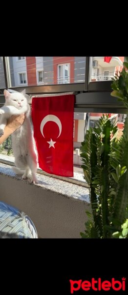 British Shorthair, Kedi  Karya fotoğrafı