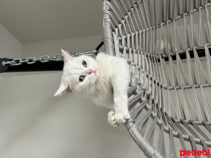 British Shorthair, Kedi  Karya fotoğrafı