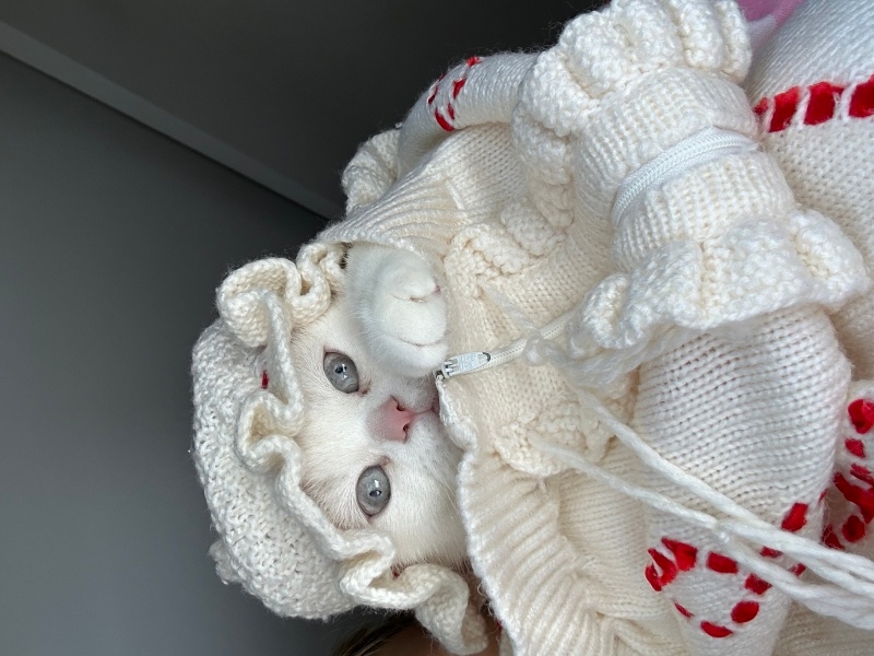 British Shorthair, Kedi  Karya fotoğrafı