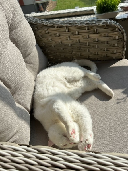 British Shorthair, Kedi  Karya fotoğrafı