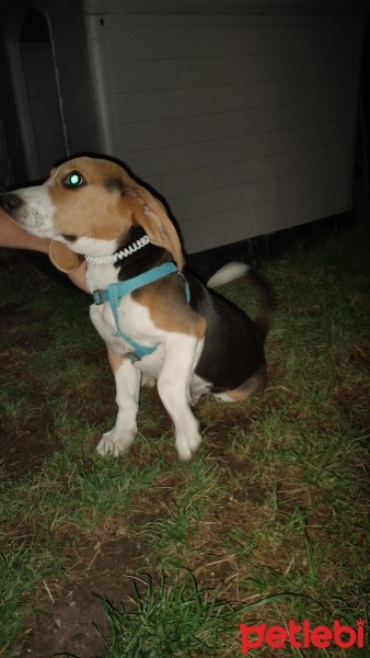 Beagle, Köpek  Şans fotoğrafı