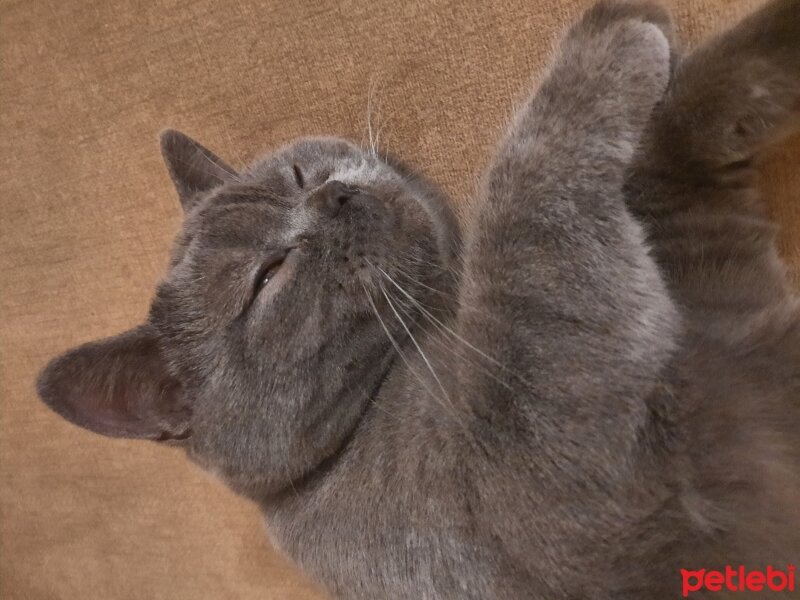 British Shorthair, Kedi  Ares fotoğrafı