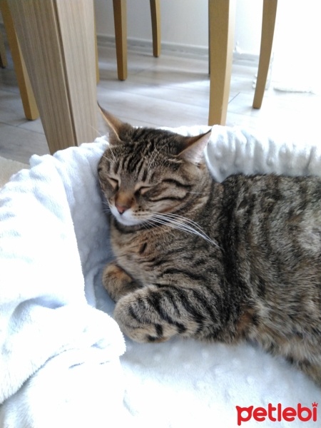 Tekir Kedi, Kedi  ponçik fotoğrafı