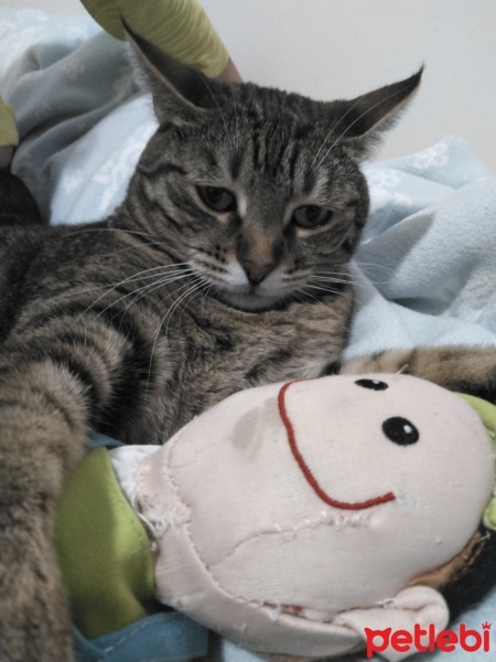 Tekir Kedi, Kedi  ponçik fotoğrafı