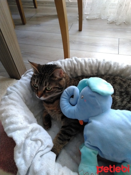 Tekir Kedi, Kedi  ponçik fotoğrafı