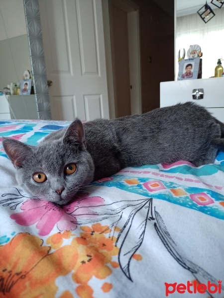 British Shorthair, Kedi  Ponçik fotoğrafı