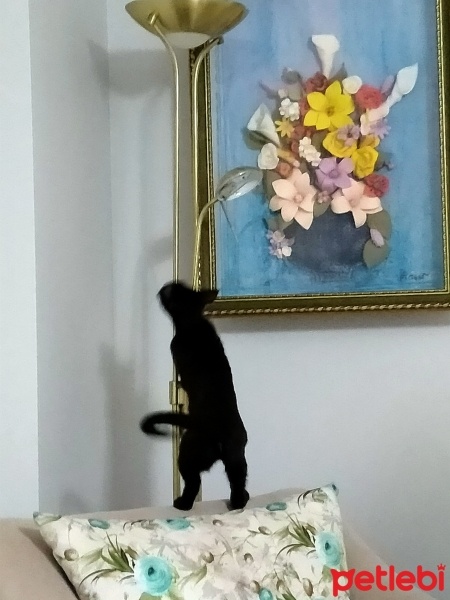 Bombay, Kedi  Zeytin fotoğrafı