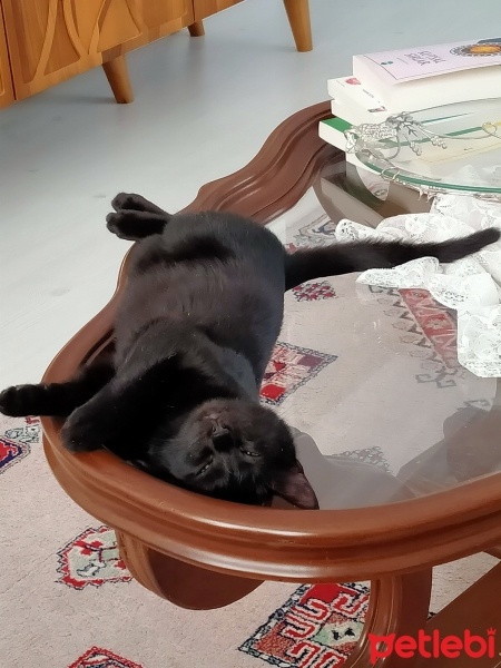 Bombay, Kedi  Zeytin fotoğrafı