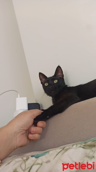 Bombay, Kedi  Zeytin fotoğrafı