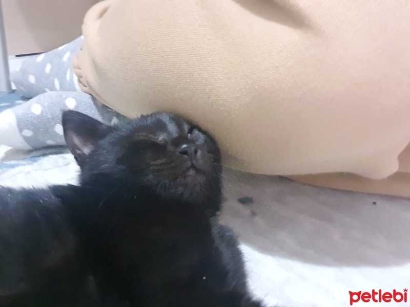 Bombay, Kedi  Zeytin fotoğrafı