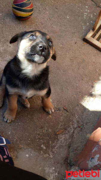 Sokö (Sokak Köpeği), Köpek  Ela fotoğrafı