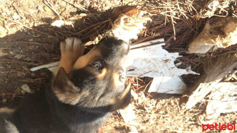 Sokö (Sokak Köpeği), Köpek  Ela fotoğrafı