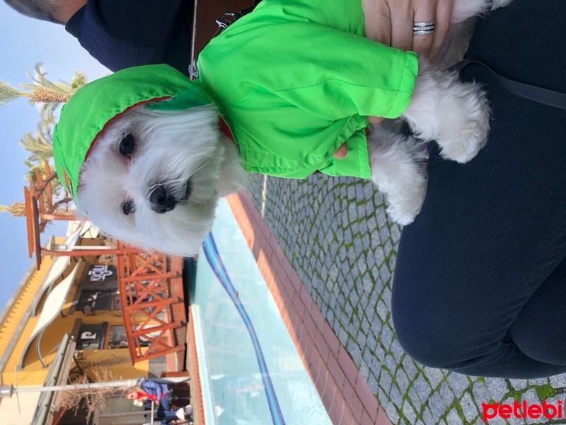 Maltese, Köpek  Ateş fotoğrafı
