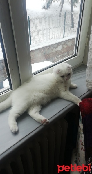 Scottish Fold, Kedi  Zilli fotoğrafı