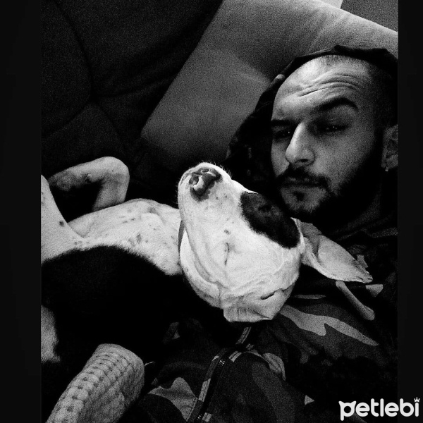 Amerikan Staffordshire Terrier, Köpek  Maria fotoğrafı