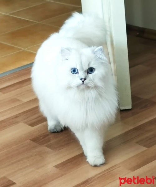 British Longhair, Kedi  Pati fotoğrafı