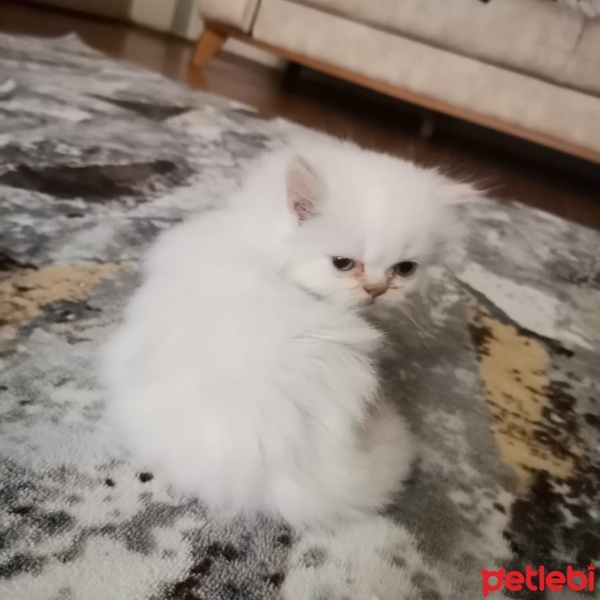 İran Kedisi (Persian), Kedi  Pamuk fotoğrafı
