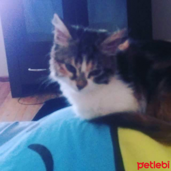 Tekir Kedi, Kedi  Aşure fotoğrafı