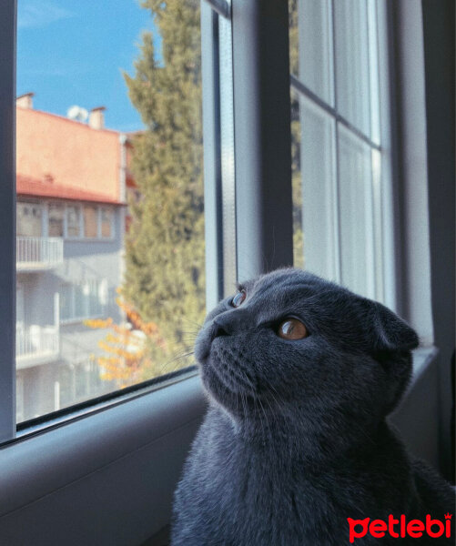 Scottish Fold, Kedi  Uzay fotoğrafı