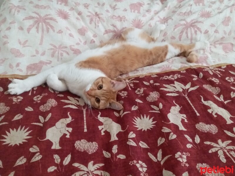 Sarman, Kedi  Aşıları tam kısır dişi nalan fotoğrafı