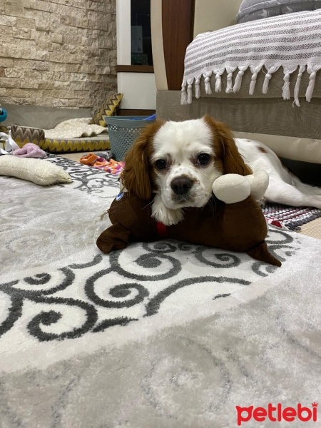 Cavalier King Charles Spanieli, Köpek  Asil fotoğrafı