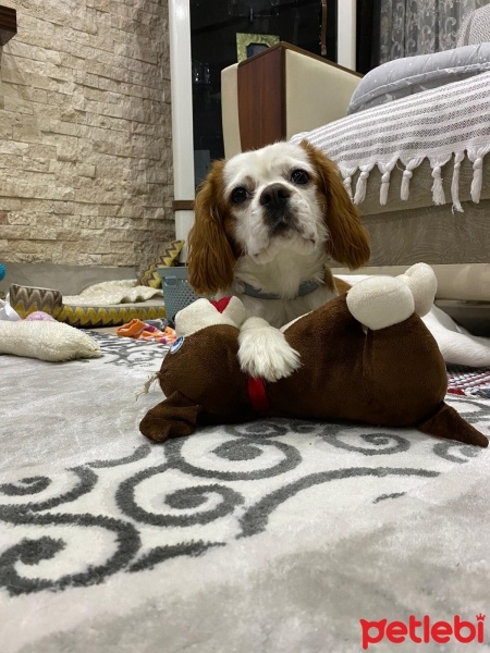 Cavalier King Charles Spanieli, Köpek  Asil fotoğrafı