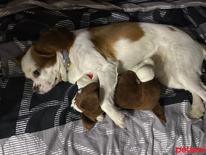 Cavalier King Charles Spanieli, Köpek  Asil fotoğrafı