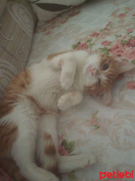 Tekir Kedi, Kedi  Tarçın fotoğrafı